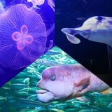 サンシャイン水族館