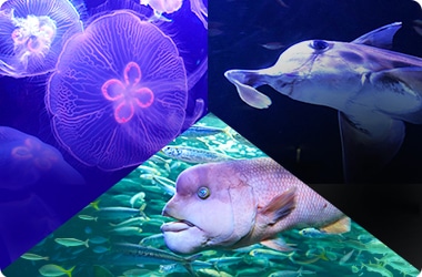 サンシャイン水族館