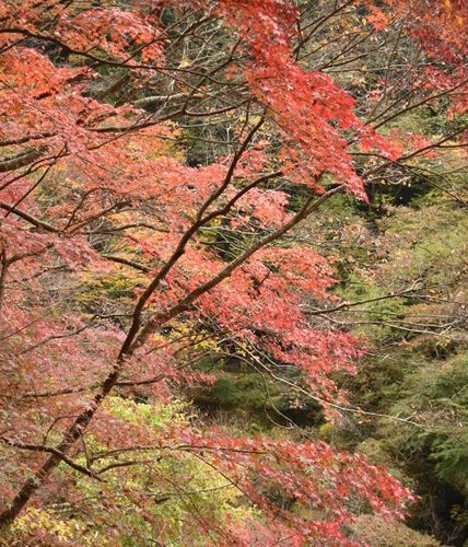 紅葉に行こうよぉ。