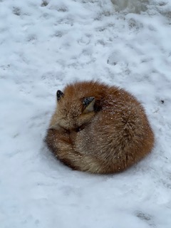 きつね村に行きました