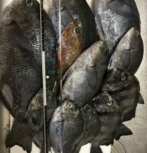 富山湾　日帰り釣行