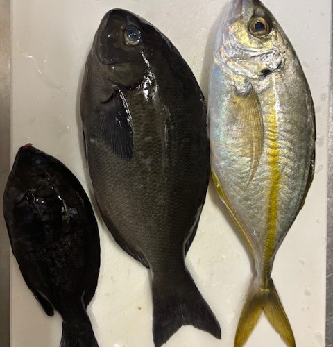 12月伊豆某所釣行