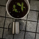 ミニひまわり