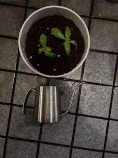 ミニひまわり