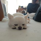 眠すぎる。