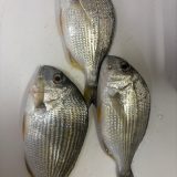 千葉 釣行 10月