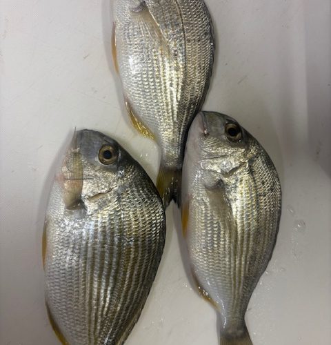 千葉 釣行 10月